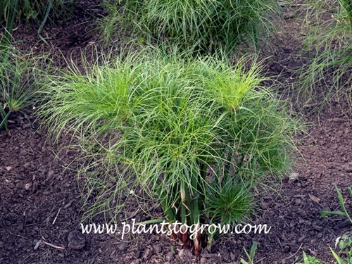 A nicely grown Prince Tut Cyperus